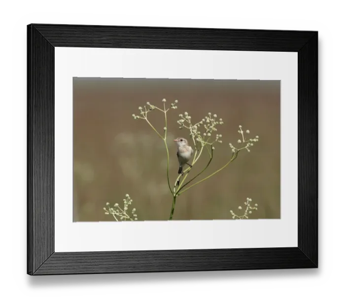 Framed Print : Strange-tailed Tyrant (Alectrurus risora) adult female, perched on stem, Colonia Carlos Pellegrini, Corrientes, Argentina, november Framed Print : Strange-tailed Tyrant (Alectrurus risora) adult female, perched on stem, Colonia Carlos Pellegrini, Corrientes, Argentina, november