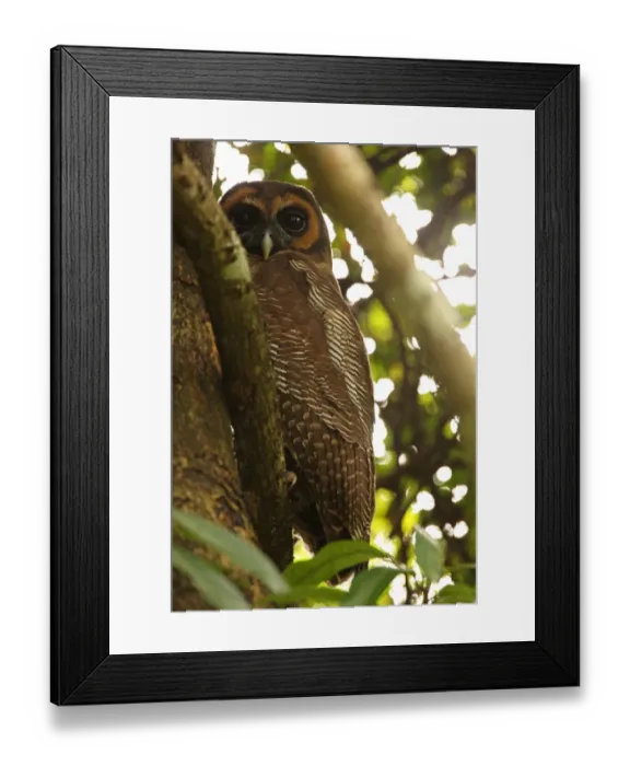 Framed Print : Brown Wood-owl (Strix leptogrammica ochrogenys) endemic race, adult, perched on branch at daytime roost, Sri Lanka, december Framed Print : Brown Wood-owl (Strix leptogrammica ochrogenys) endemic race, adult, perched on branch at daytime roost, Sri Lanka, december