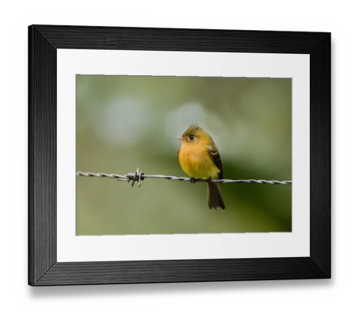 Framed Print : Northern Tufted Flycatcher (Mitrephanes phaeocercus vividus) adult, perched on barbed wire, Altos Del Maria, Panama Framed Print : Northern Tufted Flycatcher (Mitrephanes phaeocercus vividus) adult, perched on barbed wire, Altos Del Maria, Panama