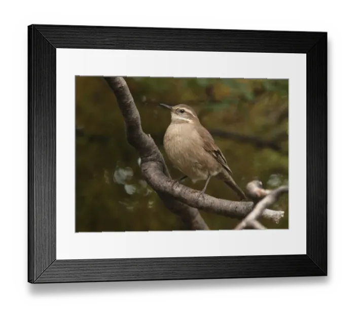 Framed Print : Grey-flanked Cinclodes (Cinclodes oustaleti) adult, perched on branch, Tierra del Fuego N. P. Tierra del Fuego, Argentina, november Framed Print : Grey-flanked Cinclodes (Cinclodes oustaleti) adult, perched on branch, Tierra del Fuego N. P. Tierra del Fuego, Argentina, november
