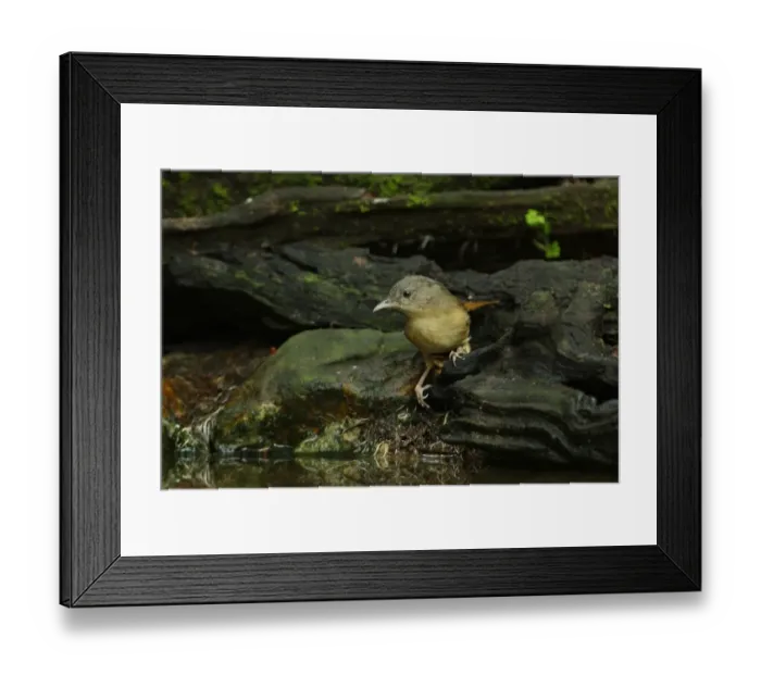 Framed Print : Brown-cheeked Fulvetta (Alcippe poioicephala) adult, standing at forest pool, Kaeng Krachan N. P. Thailand, november Framed Print : Brown-cheeked Fulvetta (Alcippe poioicephala) adult, standing at forest pool, Kaeng Krachan N. P. Thailand, november