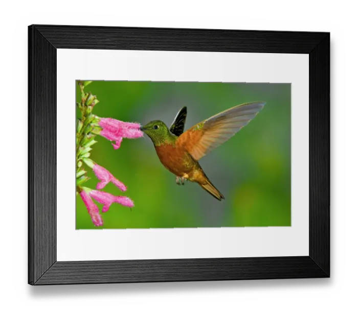 Framed Print : Chestnut-breasted Coronet (Boissonneaua matthewsii) adult, in flight, feeding at flower (captive) Framed Print : Chestnut-breasted Coronet (Boissonneaua matthewsii) adult, in flight, feeding at flower (captive)