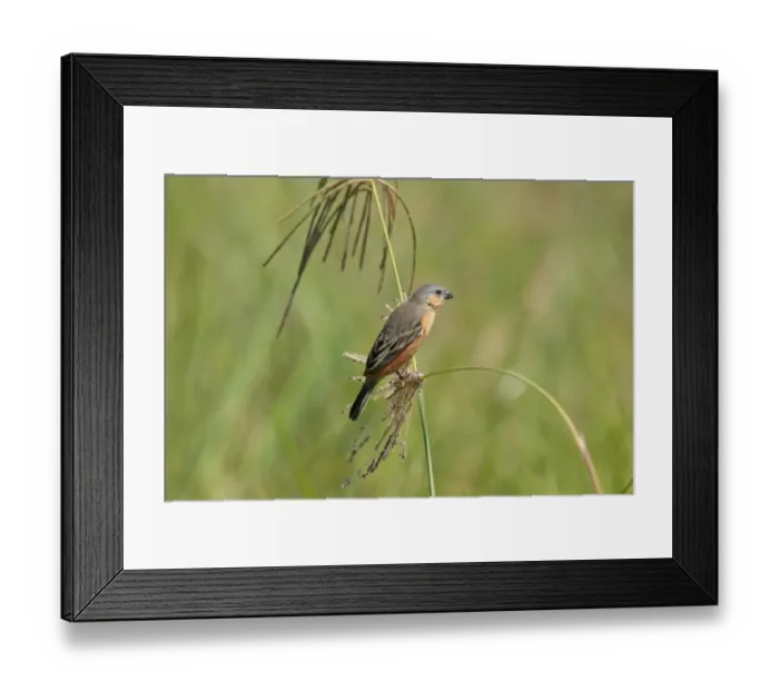 Framed Print : Tawny-bellied Seedeater (Sporophila hypoxantha) adult male, feeding, perched on seedhead, El Bagual, Formosa, Argentina, october Framed Print : Tawny-bellied Seedeater (Sporophila hypoxantha) adult male, feeding, perched on seedhead, El Bagual, Formosa, Argentina, october