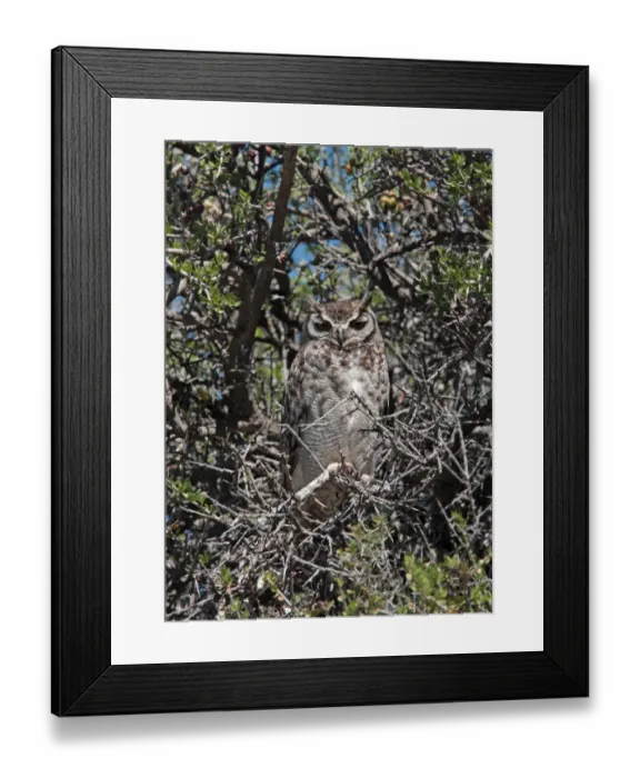 Framed Print : Magellanic Horned Owl (Bubo magellanicus) adult, perched in tree at daytime roost, Estancia la Angostura, Santa Cruz, Argentina, november Framed Print : Magellanic Horned Owl (Bubo magellanicus) adult, perched in tree at daytime roost, Estancia la Angostura, Santa Cruz, Argentina, november
