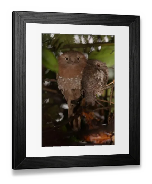 Framed Print : Sri Lanka Frogmouth (Batrachostomus moniliger) adult pair, perched at daytime roost, Sinharaja Forest N. P. Sri Lanka, december Framed Print : Sri Lanka Frogmouth (Batrachostomus moniliger) adult pair, perched at daytime roost, Sinharaja Forest N. P. Sri Lanka, december