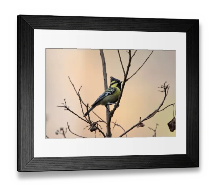 Framed Print : Black-lored Tit (Parus xanthogenys) adult, perched on twig, Sattal, Uttarakhand, India, february Framed Print : Black-lored Tit (Parus xanthogenys) adult, perched on twig, Sattal, Uttarakhand, India, february