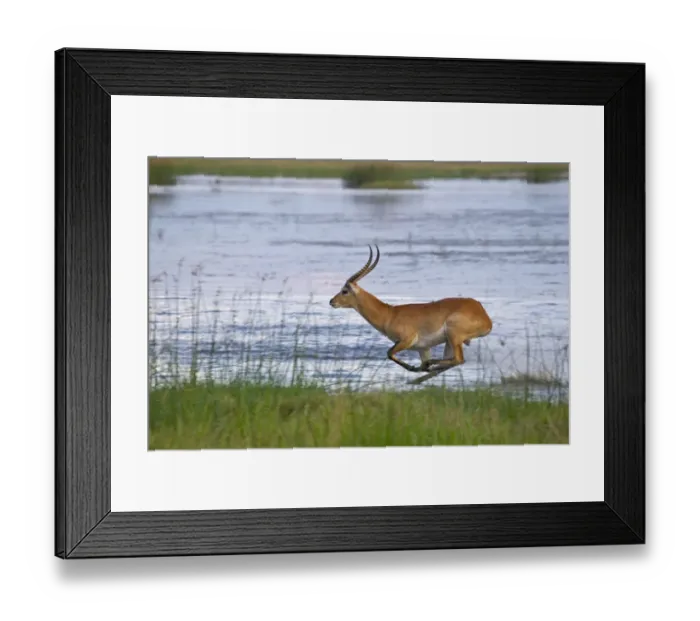 Framed Print : Red Lechwe (Kobus leche leche) adult male, running and jumping in wetland, Okavango Delta, Botswana Framed Print : Red Lechwe (Kobus leche leche) adult male, running and jumping in wetland, Okavango Delta, Botswana