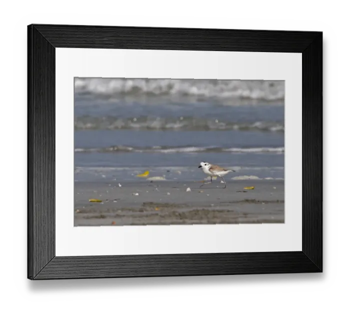 Framed Print : White-faced Plover (Charadrius dealbatus) adult, running along beach, Thailand, february Framed Print : White-faced Plover (Charadrius dealbatus) adult, running along beach, Thailand, february