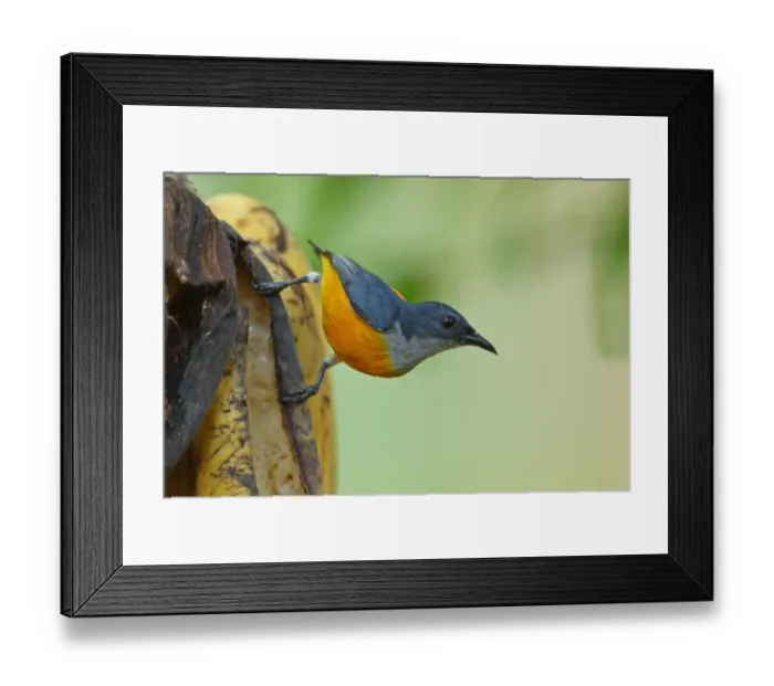 Framed Print : Orange-bellied Flowerpecker (Dicaeum trigonostigma rubropygium) adult male, feeding on over-ripe bananas, Thailand Framed Print : Orange-bellied Flowerpecker (Dicaeum trigonostigma rubropygium) adult male, feeding on over-ripe bananas, Thailand