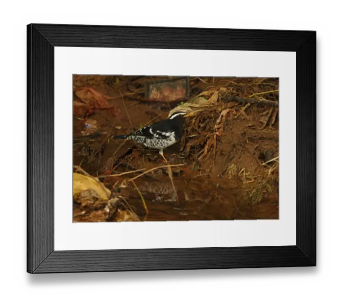 Framed Print : Pied Thrush (Zoothera wardii) adult male, feeding amongst rubbish in stream, Victoria Park, Nuwara Eliya, Sri Lanka Framed Print : Pied Thrush (Zoothera wardii) adult male, feeding amongst rubbish in stream, Victoria Park, Nuwara Eliya, Sri Lanka