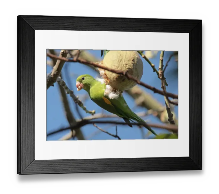 Framed Print : Yellow-chevroned Parakeet (Brotogeris chiriri) adult, feeding on fruit in tree, La Lucila, Buenos Aires Province, Argentina, may Framed Print : Yellow-chevroned Parakeet (Brotogeris chiriri) adult, feeding on fruit in tree, La Lucila, Buenos Aires Province, Argentina, may