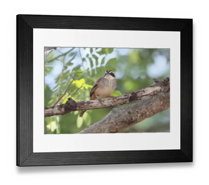 Framed Print : Stripe-headed Sparrow (Peucaea ruficauda) adult, perched on branch, Costa Rica, february Framed Print : Stripe-headed Sparrow (Peucaea ruficauda) adult, perched on branch, Costa Rica, february