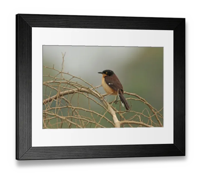 Framed Print : Black-capped Donacobius (Donacobius atricapilla) adult, perched on twigs, Transpantaneira, Mato Grosso, Brazil Framed Print : Black-capped Donacobius (Donacobius atricapilla) adult, perched on twigs, Transpantaneira, Mato Grosso, Brazil