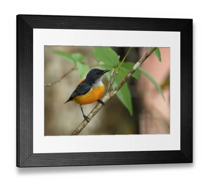 Framed Print : Orange-bellied Flowerpecker (Dicaeum trigonostigma rubropygium) adult male, perched on twig, Thailand, february Framed Print : Orange-bellied Flowerpecker (Dicaeum trigonostigma rubropygium) adult male, perched on twig, Thailand, february