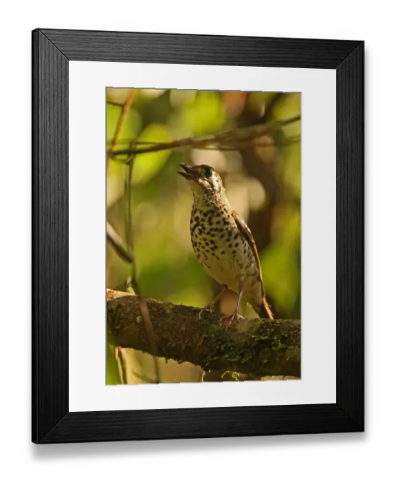 Framed Print : Spot-winged Thrush (Zoothera spiloptera) adult male, singing, perched on twig, Sinharaja Forest N. P