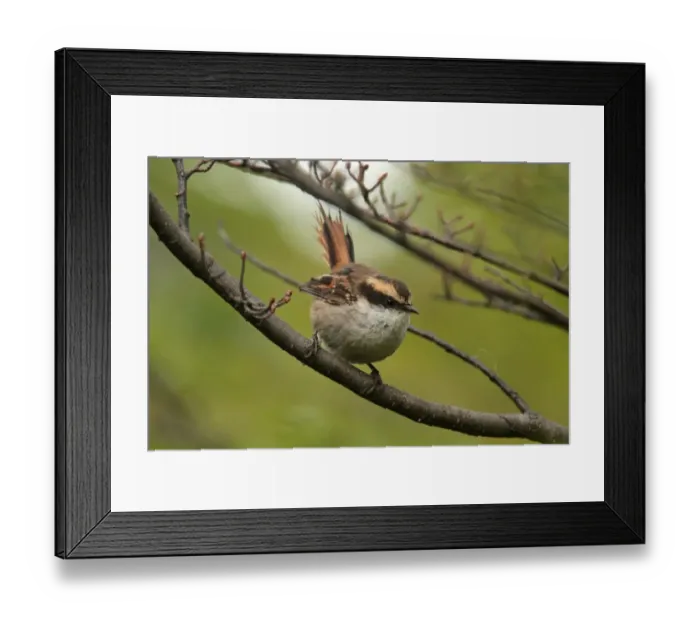 Framed Print : Thorn-tailed Rayadito (Aphrastura spinicauda) adult, perched on branch, Ushuaia, Tierra del Fuego, Argentina, november
