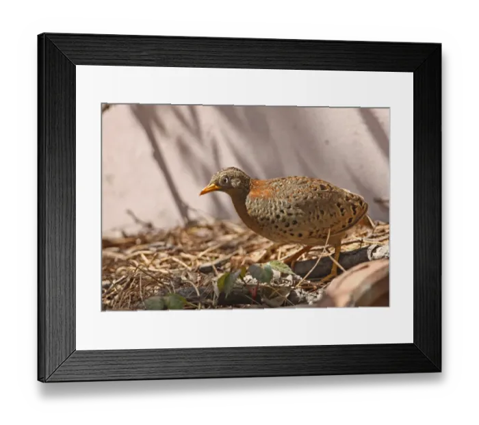 Framed Print : Yellow-legged Buttonquail (Turnix tanki blanfordii) adult female, migrant, standing on derelict land, Beidaihe, Hebei Framed Print : Yellow-legged Buttonquail (Turnix tanki blanfordii) adult female, migrant, standing on derelict land, Beidaihe, Hebei