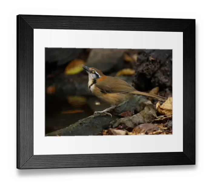 Framed Print : Lesser Necklaced Laughingthrush (Garrulax monileger) adult, drinking at pool in forest, Kaeng Krachan N. P