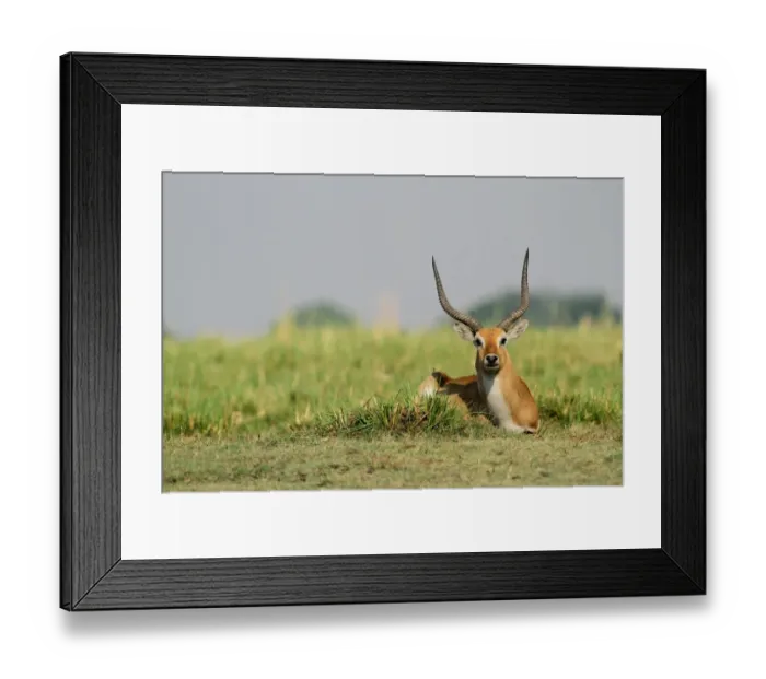 Framed Print : Red Lechwe (Kobus leche leche) adult male, resting on grass in wetland, Chobe N. P. Botswana Framed Print : Red Lechwe (Kobus leche leche) adult male, resting on grass in wetland, Chobe N. P. Botswana