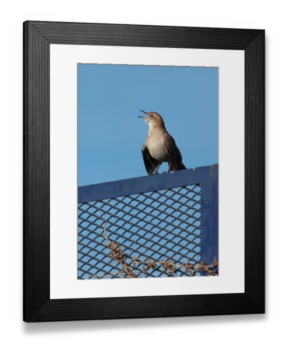 Framed Print : Rufous Hornero (Furnarius rufus) adult, singing, Vicente Lopez, Buenos Aires Province, Argentina, september Framed Print : Rufous Hornero (Furnarius rufus) adult, singing, Vicente Lopez, Buenos Aires Province, Argentina, september