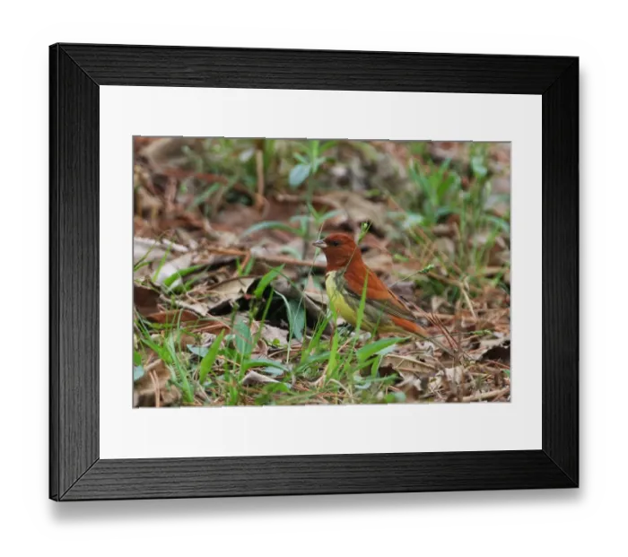 Framed Print : Chestnut Bunting (Emberiza rutila) adult male, standing on ground, Beidaihe, Hebei, China, may