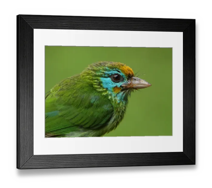 Framed Print : Yellow-fronted Barbet (Megalaima flavifrons) adult, close-up of head, with messy bill after feeding on fruit Framed Print : Yellow-fronted Barbet (Megalaima flavifrons) adult, close-up of head, with messy bill after feeding on fruit