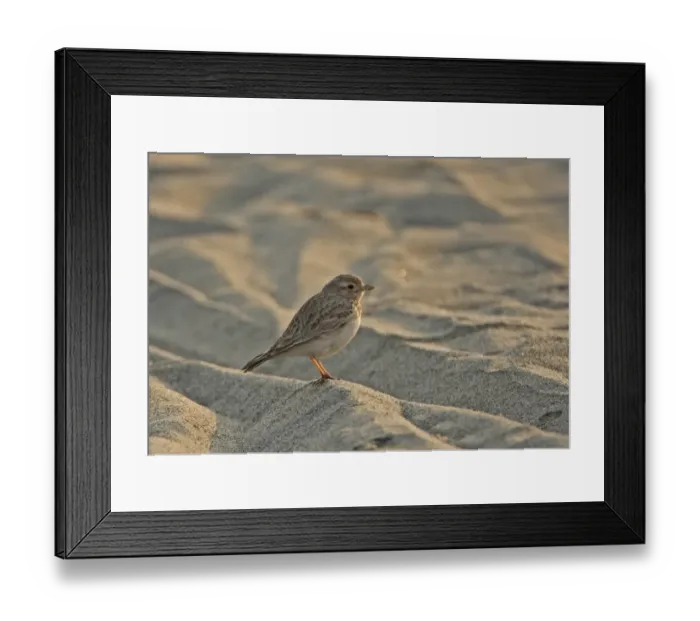 Framed Print : Sand Lark (Calandrella raytal raytal) adult, standing on sandflats, River Lohit, Assam, India, january
