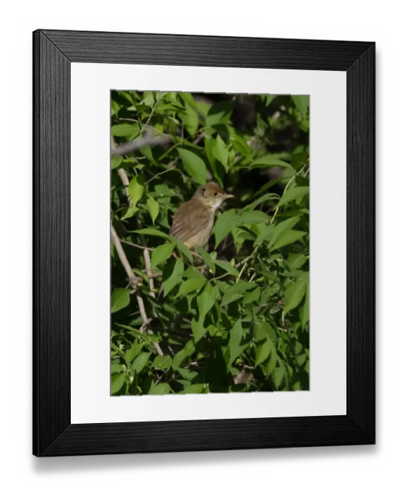 Framed Print : Thick-billed Warbler (Acrocephalus aedon stegmanni) adult, perched in bush, Beidaihe, Hebei, China, may Framed Print : Thick-billed Warbler (Acrocephalus aedon stegmanni) adult, perched in bush, Beidaihe, Hebei, China, may