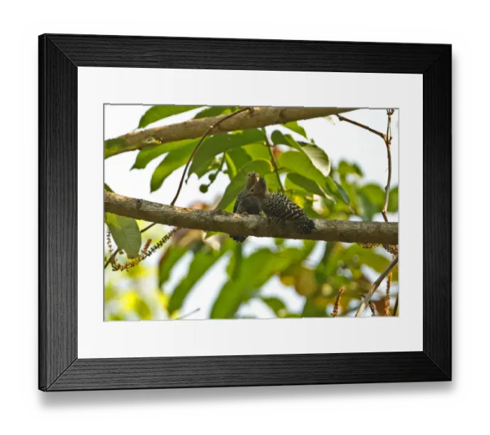 Framed Print : Buff-rumped Woodpecker (Meiglyptes tristis grammithorax) adult pair, clinging to branch, Kaeng Krachan N. P Framed Print : Buff-rumped Woodpecker (Meiglyptes tristis grammithorax) adult pair, clinging to branch, Kaeng Krachan N. P
