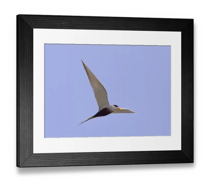 Framed Print : Blacktip Shark (Carcharhinus limbatus) and Long-beaked Common Dolphin (Delphinus capensis) adults Framed Print : Blacktip Shark (Carcharhinus limbatus) and Long-beaked Common Dolphin (Delphinus capensis) adults