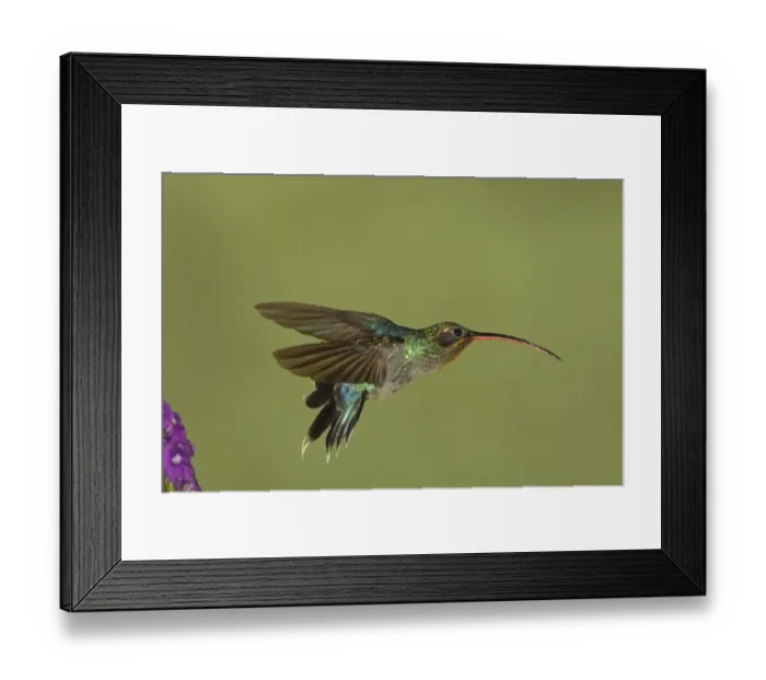 Framed Print : Green Hermit (Phaethornis guy) adult male, in flight, leaving flower, Costa Rica Framed Print : Green Hermit (Phaethornis guy) adult male, in flight, leaving flower, Costa Rica