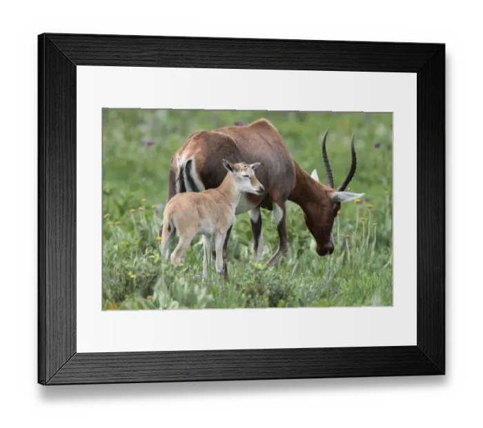Framed Print : Blesbok (Damaliscus dorcas phillipsi) adult female with calf, Malolotja Nature Reserve, Swaziland