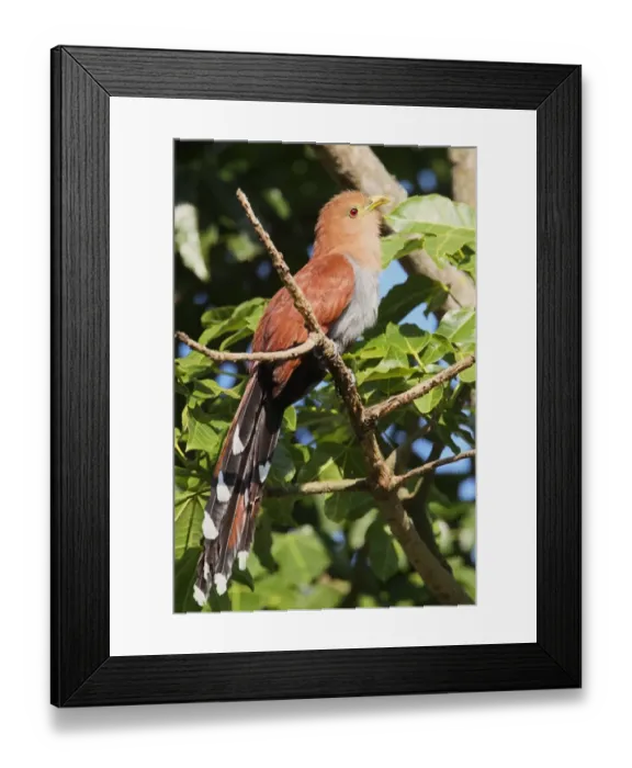 Framed Print : Squirrel Cuckoo (Piaya cayana) adult, perched on branch, Costa Rica, february