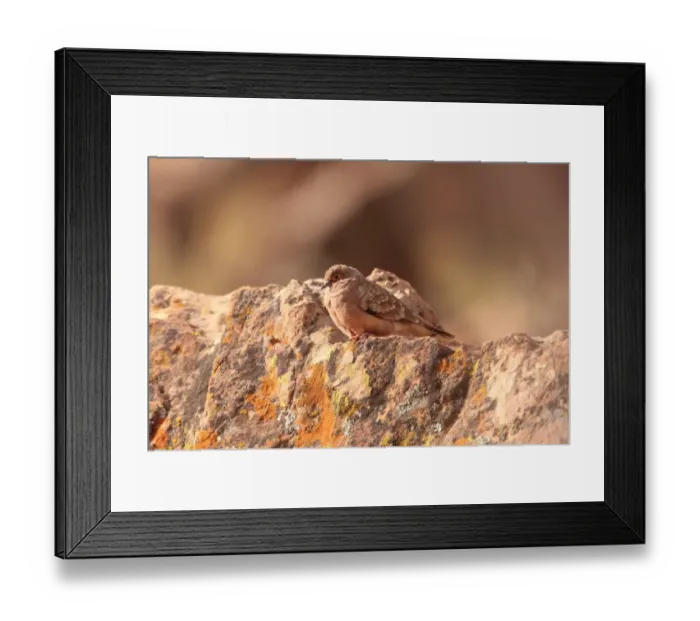 Framed Print : Bare-faced Ground-dove (Metriopelia ceciliae) adult, perched on rock, La Quiaca, Jujuy, Argentina, july Framed Print : Bare-faced Ground-dove (Metriopelia ceciliae) adult, perched on rock, La Quiaca, Jujuy, Argentina, july