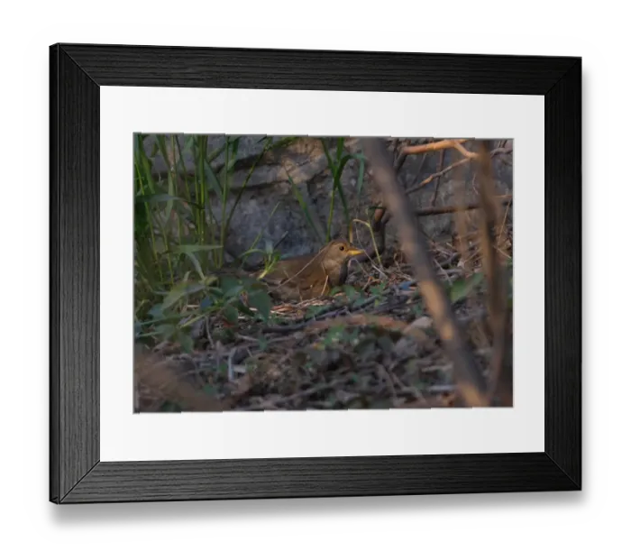Framed Print : Pale Thrush (Turdus pallidus) adult, foraging at base of wall, Beidaihe, Hebei, China, may Framed Print : Pale Thrush (Turdus pallidus) adult, foraging at base of wall, Beidaihe, Hebei, China, may