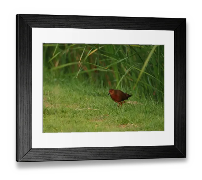 Framed Print : Ruddy-breasted Crake (Porzana fusca) adult, walking on short grass at edge of marsh, Thailand, february Framed Print : Ruddy-breasted Crake (Porzana fusca) adult, walking on short grass at edge of marsh, Thailand, february