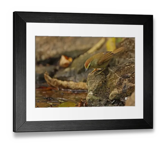 Framed Print : Striped Tit-babbler (Macronous gularis sulphureus) adult, standing on rock beside forest pool, Kaeng Krachan N. P Framed Print : Striped Tit-babbler (Macronous gularis sulphureus) adult, standing on rock beside forest pool, Kaeng Krachan N. P