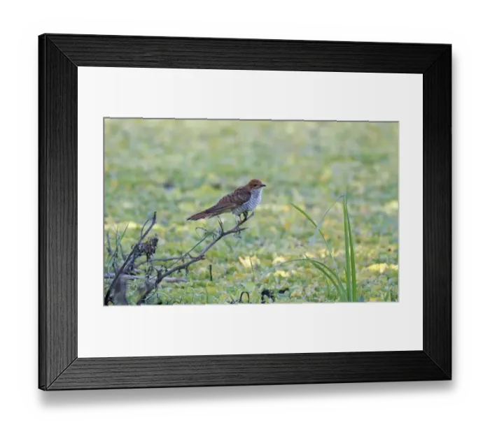 Framed Print : Grey-bellied Cuckoo (Cacomantis passerinus) hepatic form, adult female, perched on branch overhanging swamp, Sri Lanka Framed Print : Grey-bellied Cuckoo (Cacomantis passerinus) hepatic form, adult female, perched on branch overhanging swamp, Sri Lanka