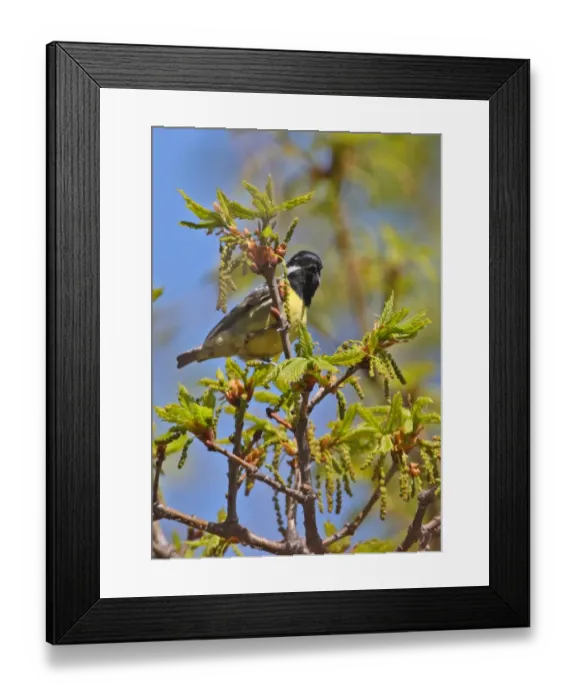 Framed Print : Yellow-bellied Tit (Periparus venustulus) adult, singing, perched on twig, Zushan Forest Park, Quinhuangdao, China, may Framed Print : Yellow-bellied Tit (Periparus venustulus) adult, singing, perched on twig, Zushan Forest Park, Quinhuangdao, China, may