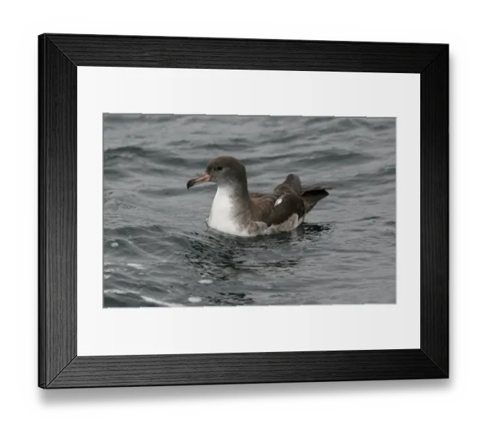Framed Print : Pink-footed Shearwater (Puffinus creatopus) adult, swimming, off Quintero, Chile, november Framed Print : Pink-footed Shearwater (Puffinus creatopus) adult, swimming, off Quintero, Chile, november