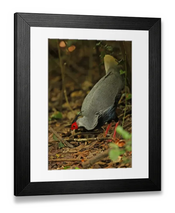 Framed Print : Kalij Pheasant (Lophura leucomelanos) adult male, foraging on forest floor, Kaeng Krachan N. P. Thailand, november Framed Print : Kalij Pheasant (Lophura leucomelanos) adult male, foraging on forest floor, Kaeng Krachan N. P. Thailand, november