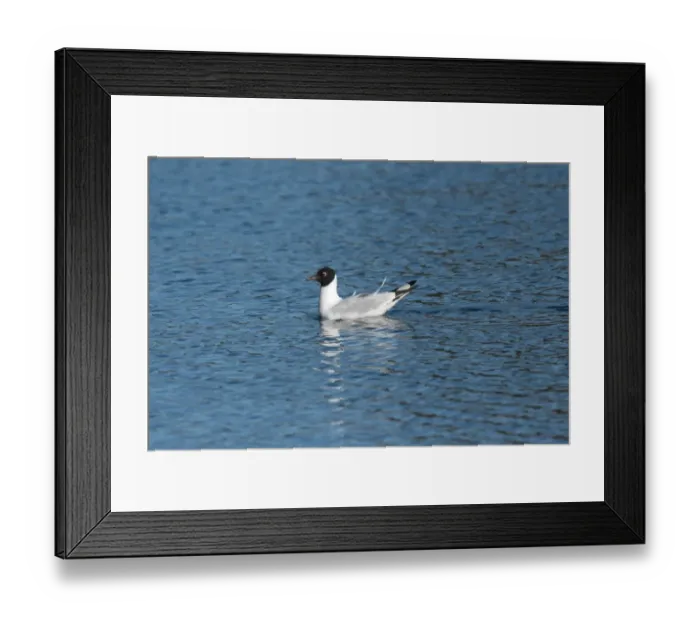 Framed Print : Andean Gull (Chroicocephalus serranus) adult, summer plumage, swimming, Villa Pehuenia, Neuquen, Argentina, december Framed Print : Andean Gull (Chroicocephalus serranus) adult, summer plumage, swimming, Villa Pehuenia, Neuquen, Argentina, december