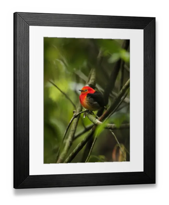 Framed Print : Band-tailed Manakin (Pipra fasciicauda) adult male, perched on twig, Puerto Bemberg, Misiones, Argentina, september Framed Print : Band-tailed Manakin (Pipra fasciicauda) adult male, perched on twig, Puerto Bemberg, Misiones, Argentina, september