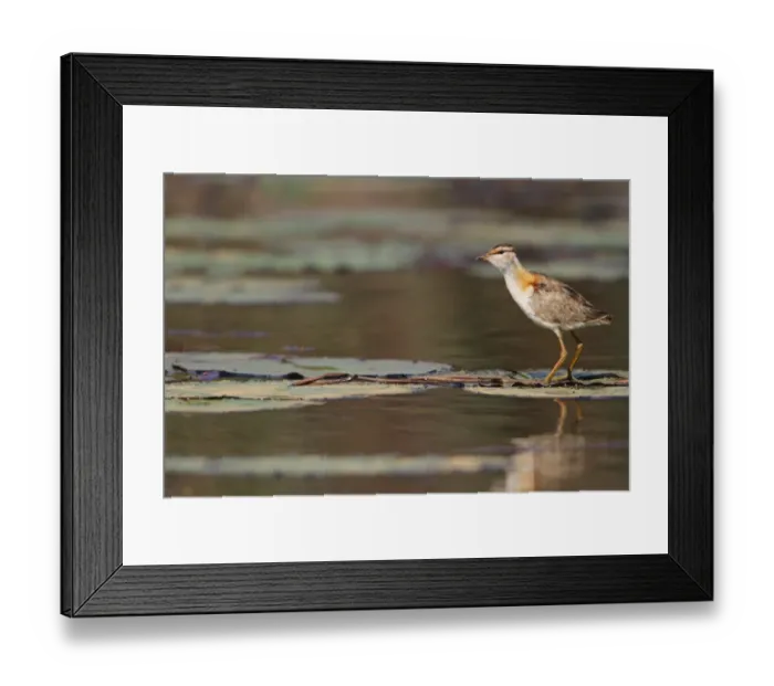 Framed Print : Lesser Jacana (Microparra capensis) adult, standing on waterlily pads in wetland, Okavango Delta, Botswana Framed Print : Lesser Jacana (Microparra capensis) adult, standing on waterlily pads in wetland, Okavango Delta, Botswana