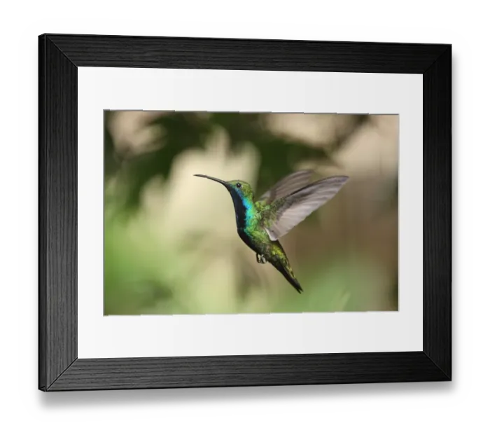 Framed Print : Black-throated Mango (Anthracothorax nigricollis) adult male, in flight, Puerto Iguazu, Misiones, Argentina, november Framed Print : Black-throated Mango (Anthracothorax nigricollis) adult male, in flight, Puerto Iguazu, Misiones, Argentina, november