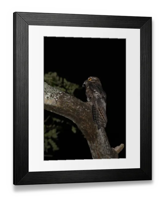 Framed Print : Northern Potoo (Nyctibius jamaicensis) adult, with feather in beak, perched on branch at night, Marshall's Pen, Jamaica, november