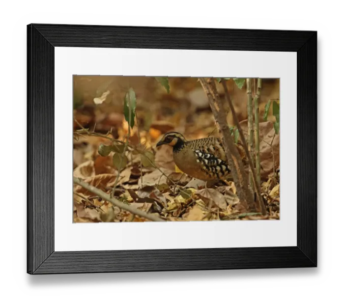 Framed Print : Bar-backed Partridge (Arborophila brunneopectus) adult, standing amongst leaf litter on forest floor, Kaeng Krachan N. P. Thailand, january