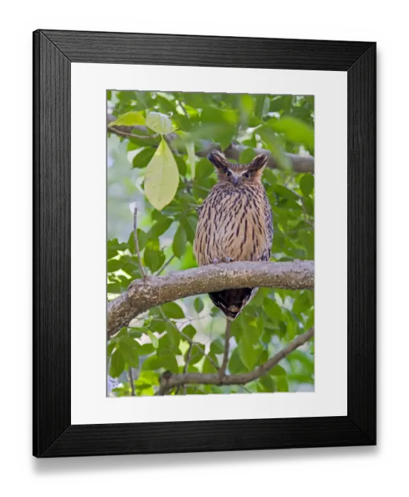 Framed Print : Tawny Fish-owl (Ketupa flavipes) adult, perched on branch, Uttaranchal, India, january Framed Print : Tawny Fish-owl (Ketupa flavipes) adult, perched on branch, Uttaranchal, India, january