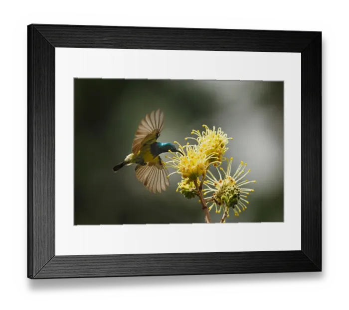 Framed Print : Souimanga Sunbird (Cinnyris sovimanga) adult male, in flight, feeding on nectar from flower in primary rainforest, Andasibe Mantadia N. P. Eastern Madagascar, august Framed Print : Souimanga Sunbird (Cinnyris sovimanga) adult male, in flight, feeding on nectar from flower in primary rainforest, Andasibe Mantadia N. P. Eastern Madagascar, august