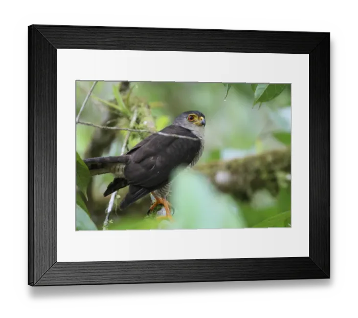 Framed Print : Tiny Hawk (Accipiter superciliosus) adult, perched on branch in tree, Costa Rica, february Framed Print : Tiny Hawk (Accipiter superciliosus) adult, perched on branch in tree, Costa Rica, february